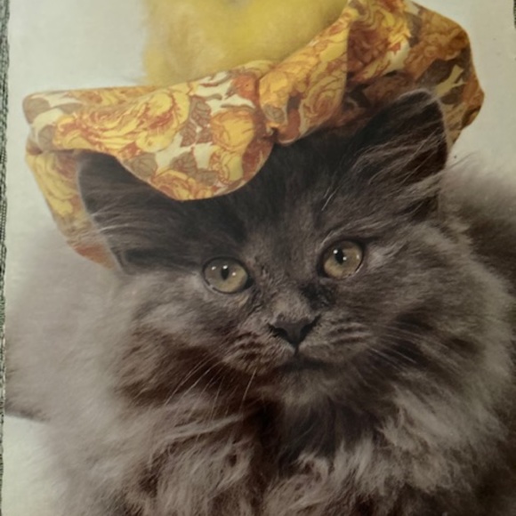 Purrrr⭐️I Found My Hat On Poshmark main image 13
